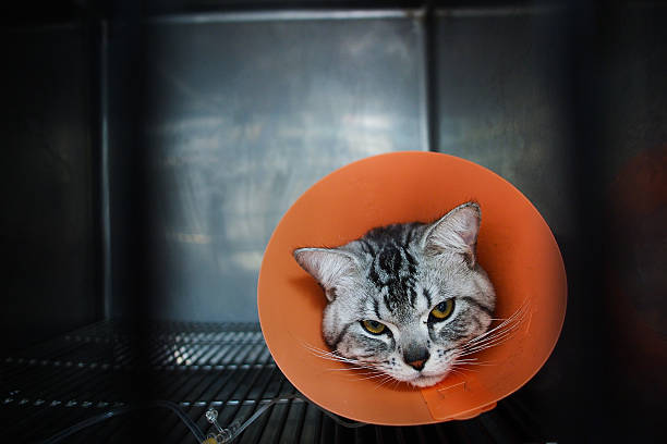 Misdiagnosis in Veterinary Medicine: When Does a Vet’s Error Become Malpractice?