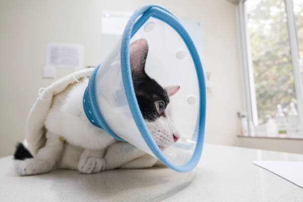 Emergency Veterinary Malpractice: When Urgent Pet Care Causes Harm