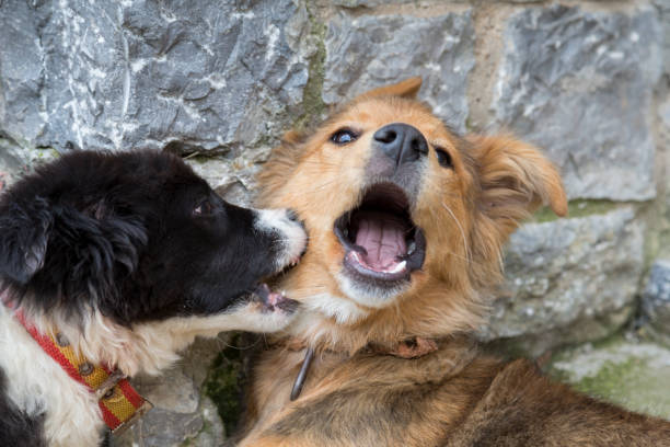 Understanding Liability When Your Dog Attacks Another Animal