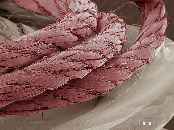 The Lingering Threat: Understanding Health Problems from Asbestos Exposure