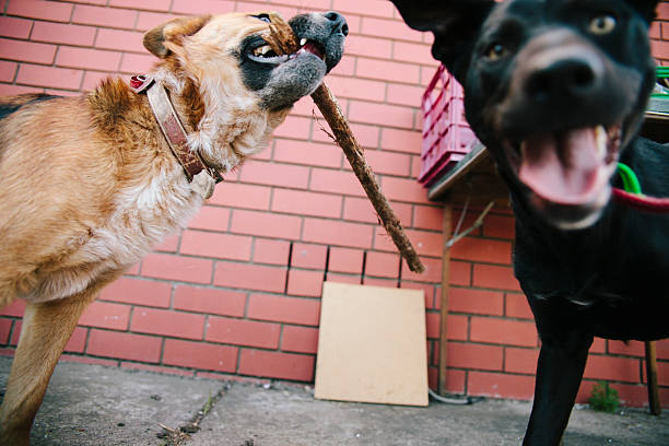 Strict Liability for Dog Bites: What It Means for Victims and Owners