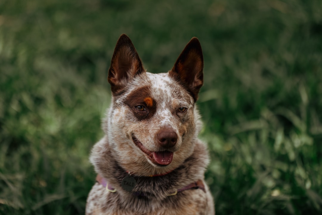 Understanding Dog Bite Liability: The One-Bite Rule vs. Strict Liability