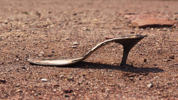 The Ripple Effect of Defeat: Understanding the Consequences of Losing a Legal Case