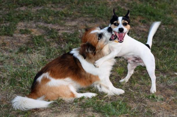 Understanding Liability When a Dog Bites a Trespasser or Provoker